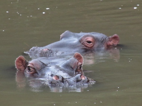 South Africa hippos